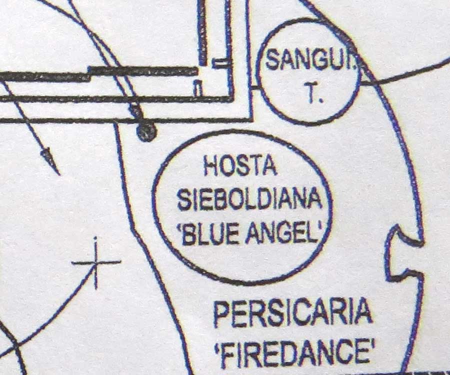 Design-Hosta sieboldiana 'Blue Angel' & Persicaria 'Firedance' - Piet Oudolf Design-Toronto Botanical Garden