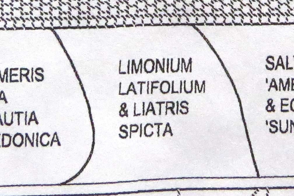 Design-Limonium latifolium & Liatris spicata-Piet Oudolf garden-Toronto Botanical Garden (2)