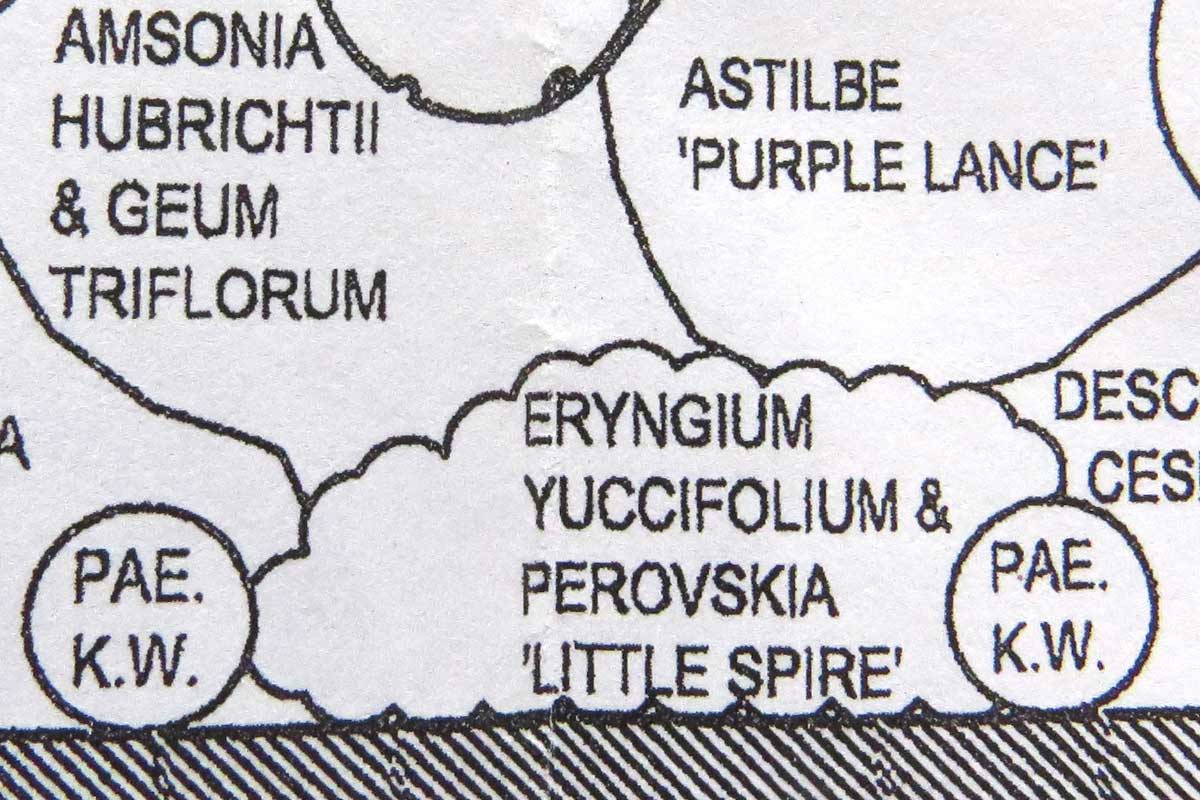 Design-Perovskia 'Little Spire' & Eryngium yuccifolium-plan