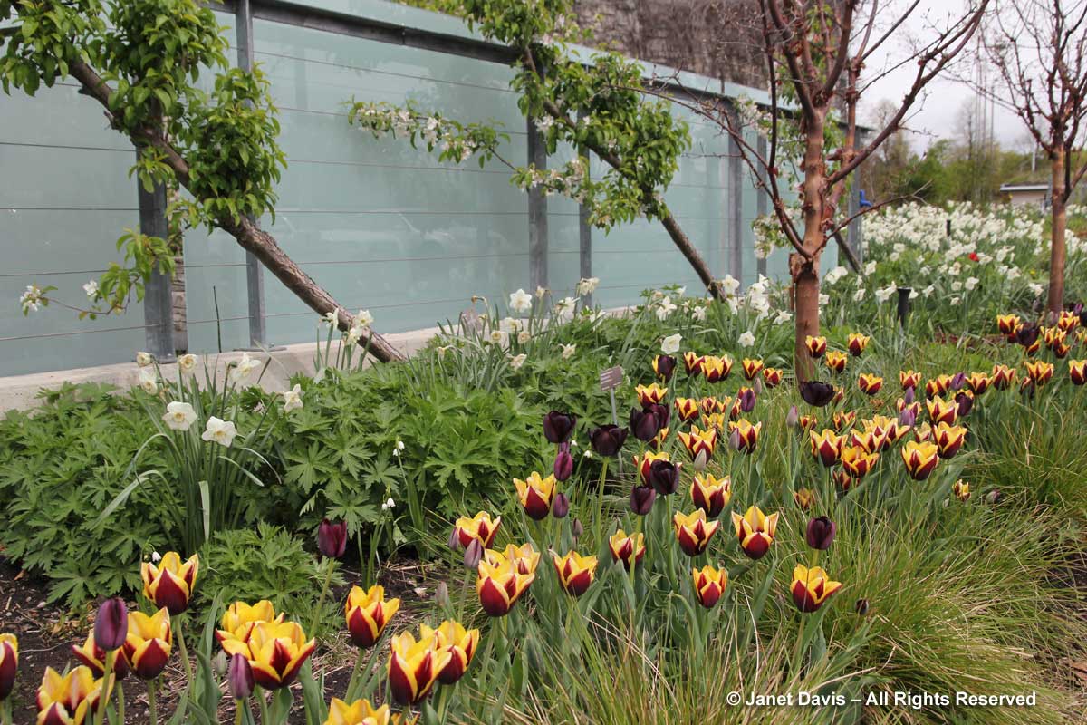 Design-Piet Oudolf Screen2-May-Toronto Botanical Garden
