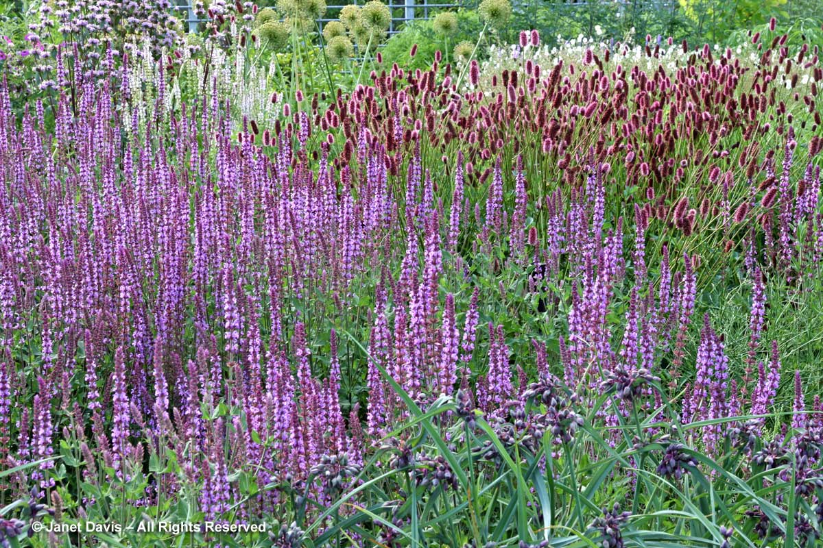 Design-Salvia nemorosa 'Amethyst' & Sanguisorba menziesii-Piet Oudolf border-Toronto Botanical Garden