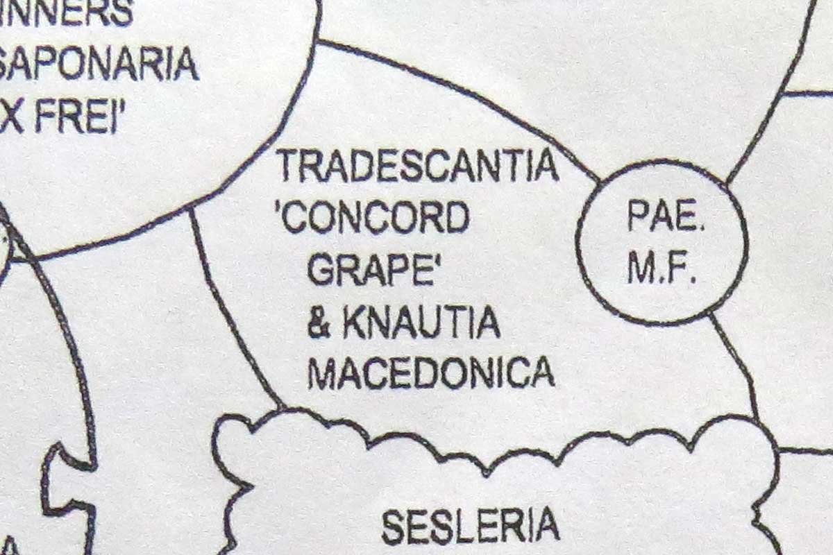 Design-Tradescantia 'Concord Grape' & Knautia macedonica-Piet Oudolf-Toronto Botanical Garden