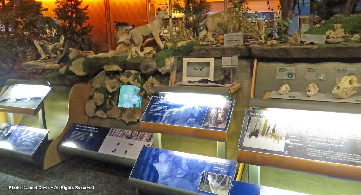 Draper Natural History Museum-animal display