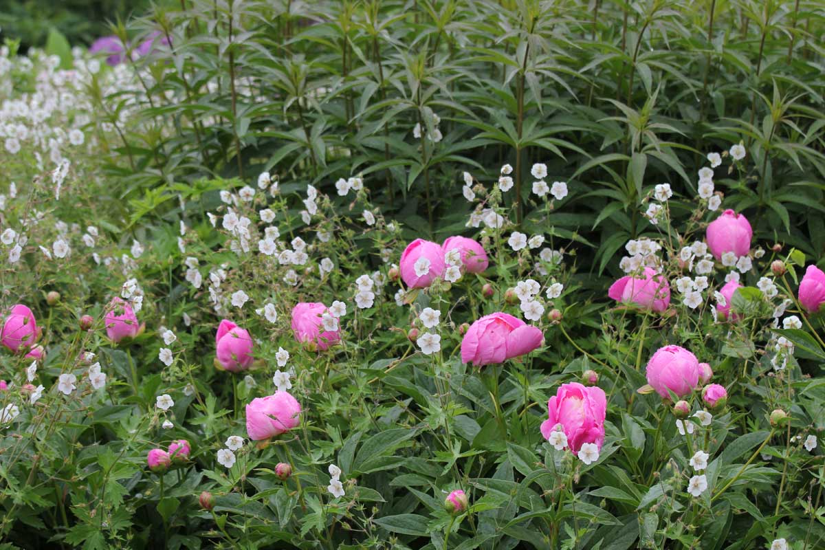 Filler-Geranium phaeum 'Album' & peonies-Piet Oudolf border-Toronto Botanical Garden