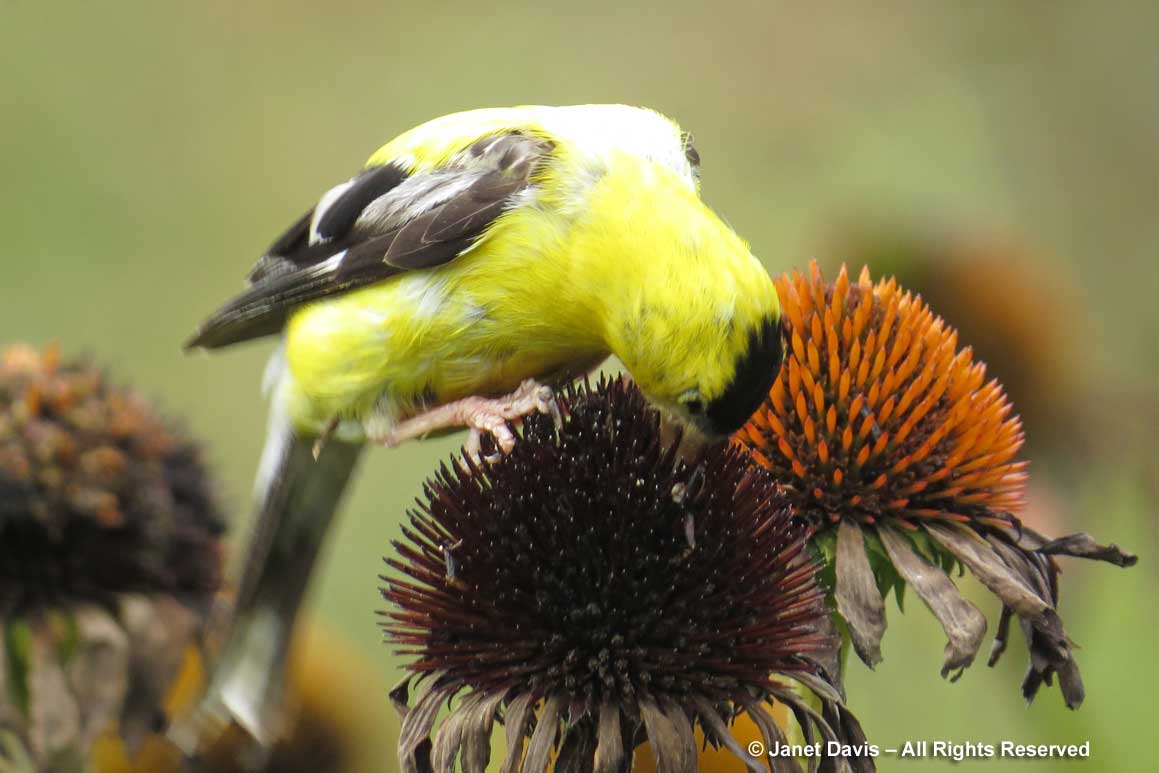Goldfinch-eating Echinacea seeds-Piet Oudolf border-Toronto Botanical Garden