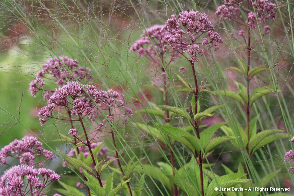 Grasses-Molinia caerulea 'Transparent' & Eutrochium 'Gateway'-Piet Oudolf border-Toronto Botanical Garden