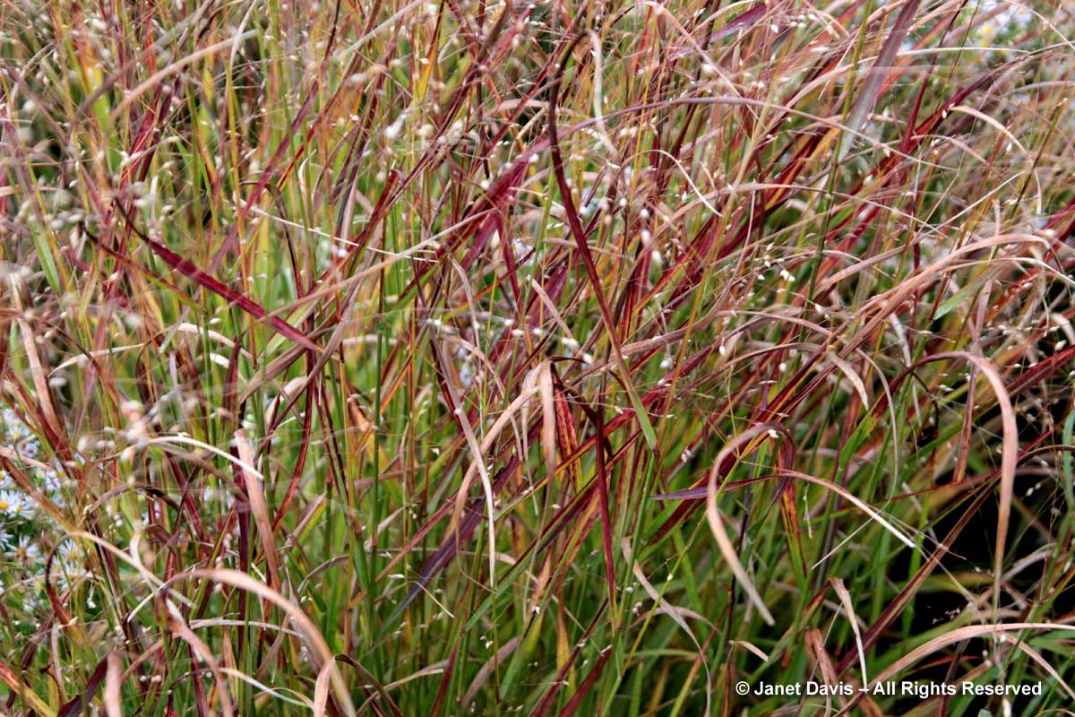 Grasses-Panicum virgatum 'Shenandoah'-Switch grass-Piet Oudolf border-Toronto Botanical Garden