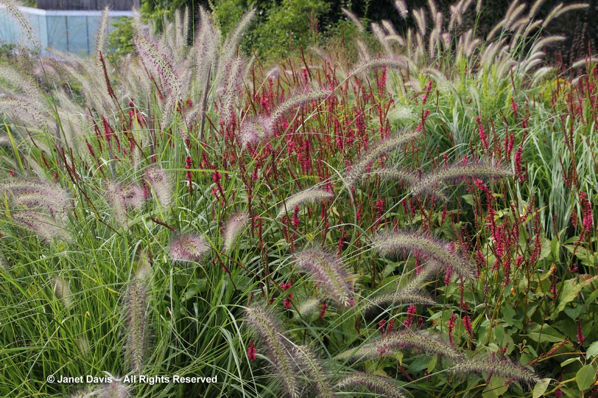 Pennisetum alopecuroides'Cassian' & Persicaria 'Firetail'-Piet Oudolf border-Toronto Botanical Garden