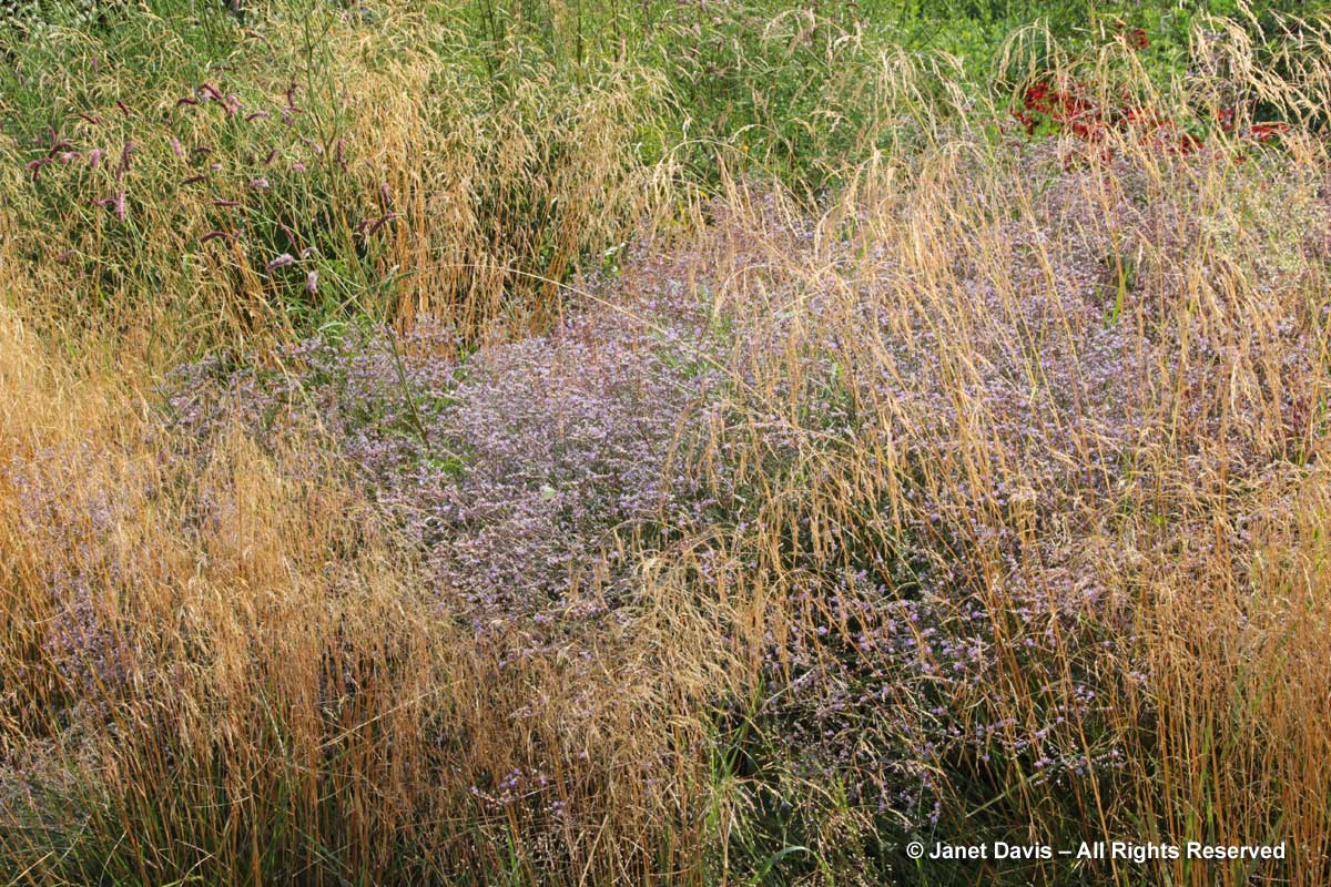 Grasses-Piet Oudolf-Limonium latifolium & Deschampsia caespitosa-Toronto Botanical Garden