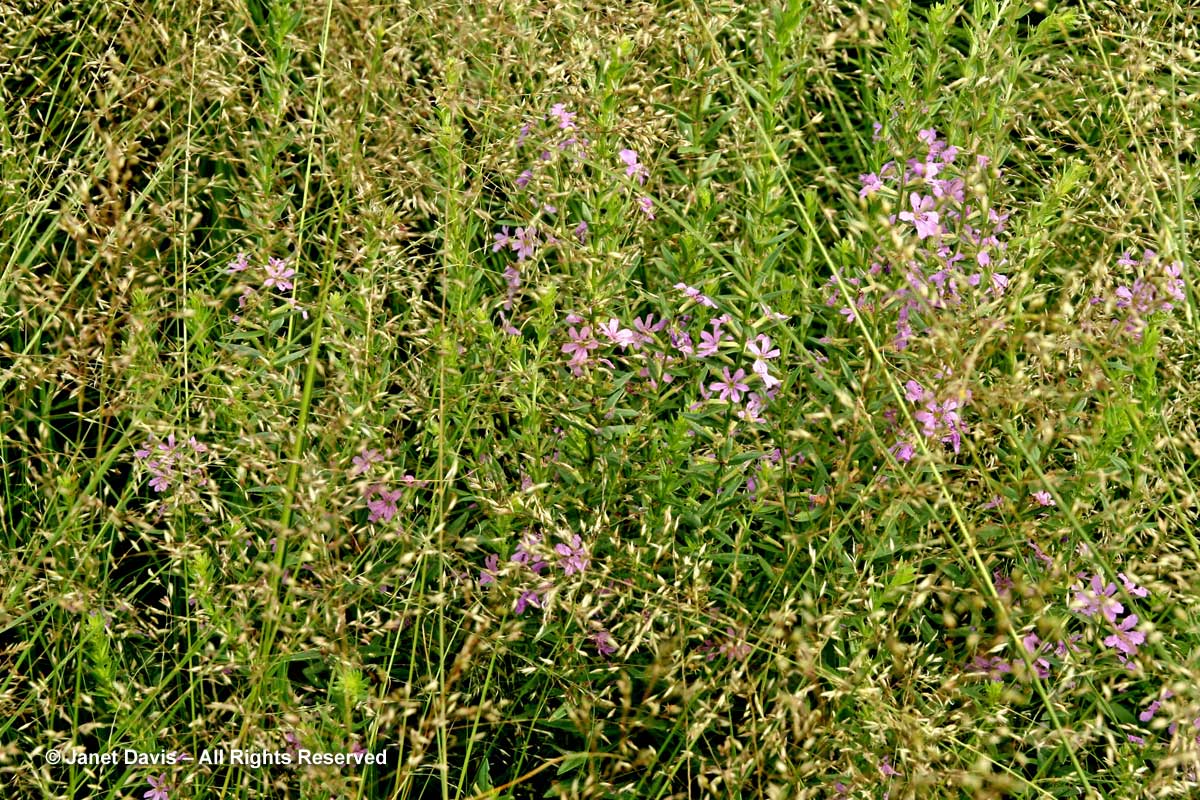 Grasses-Sporobolus heterolepis & Lythrum alatum-Piet Oudolf border-Toronto Botanical Garden