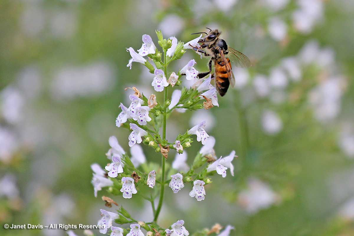 Honey bee on Calamintha nepeta ssp. nepeta