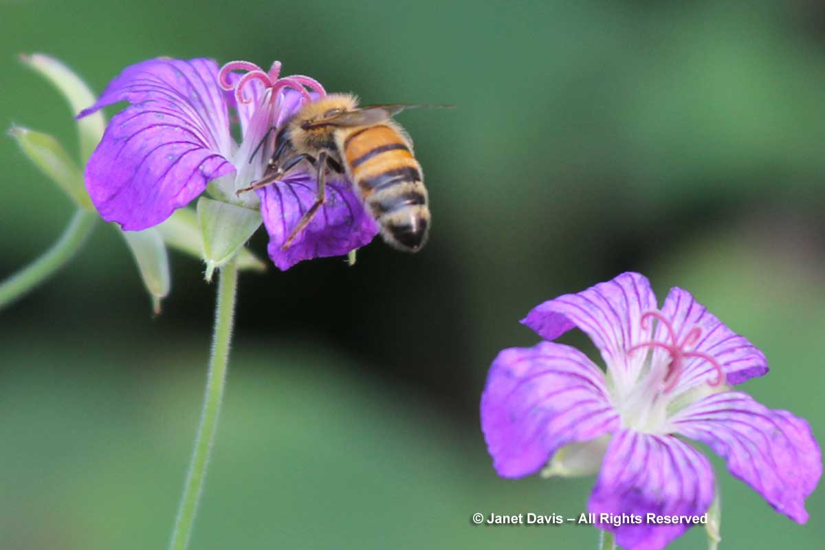 Honey bee on Geranium wlassovianum