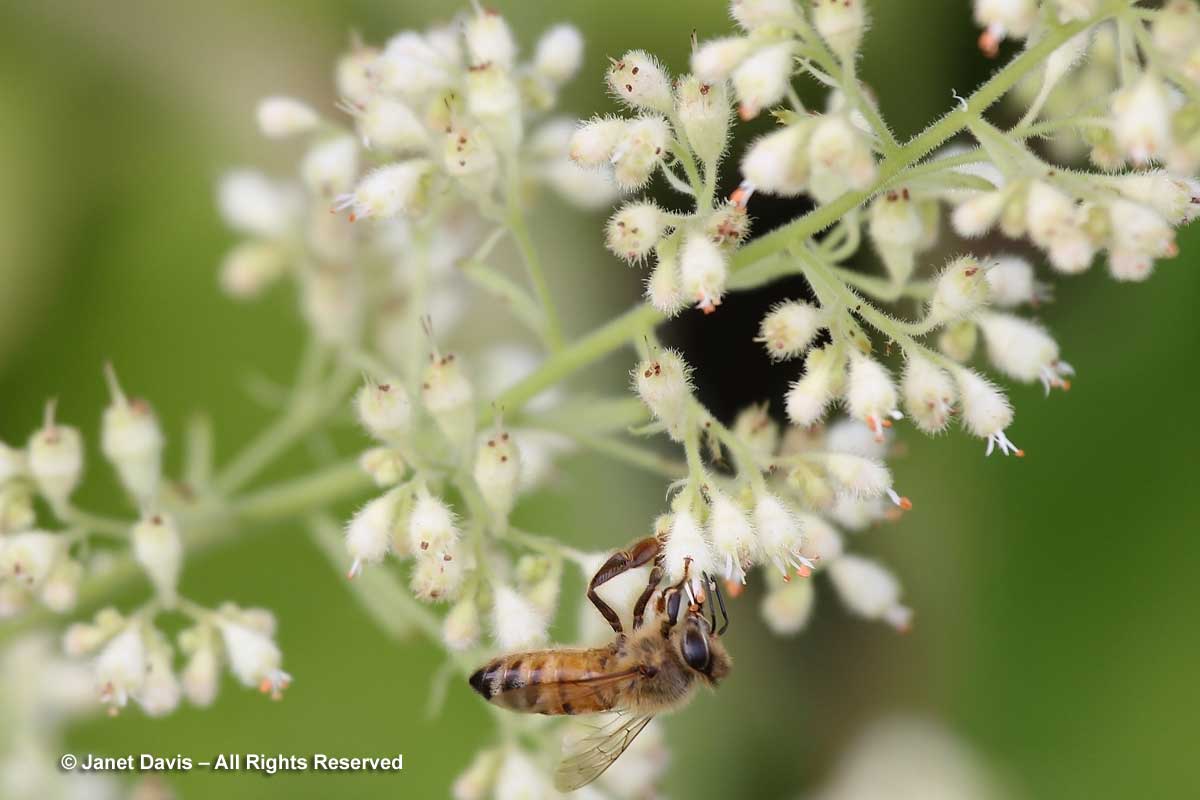 Honey bee on Heuchera villosa 'Autumn Bride'
