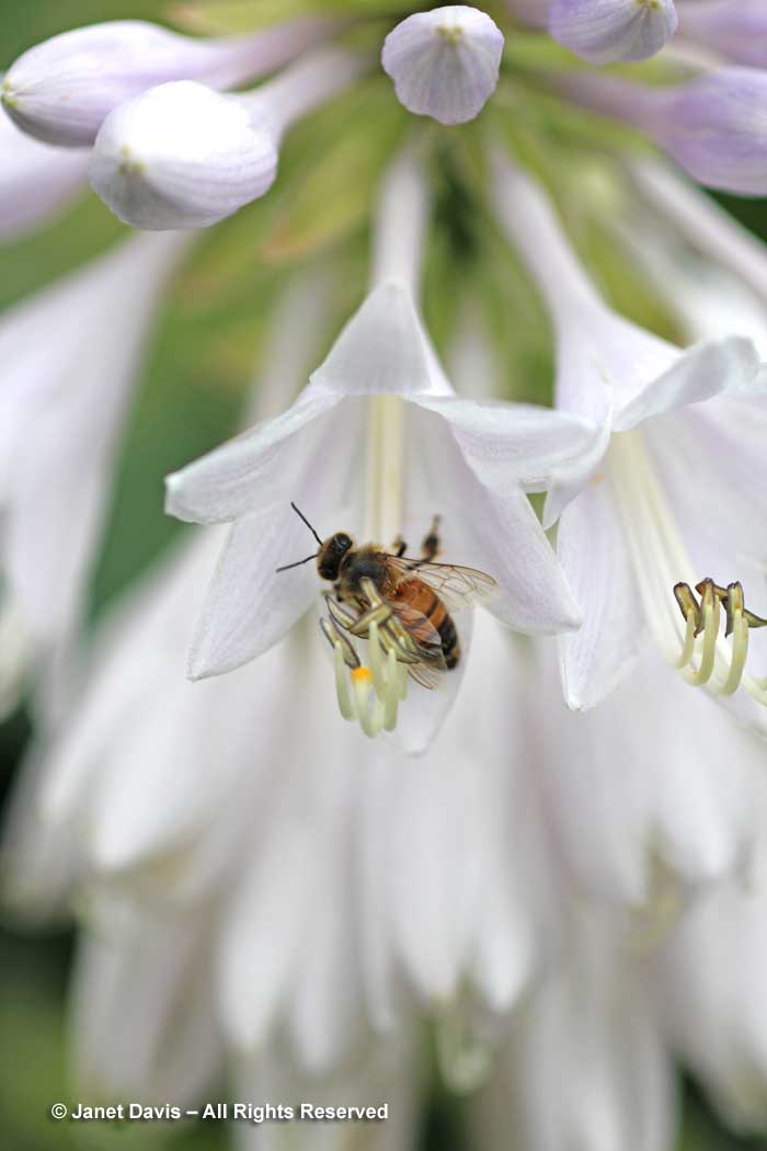 Honey bee on Hosta sieboldiana 'Blue Angel'