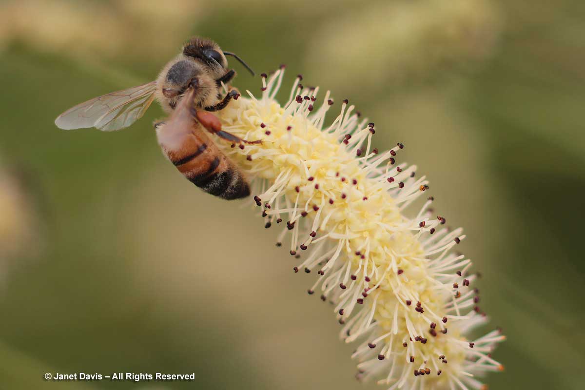Honey bee on Sanguisorba tenuifolia 'Alba'