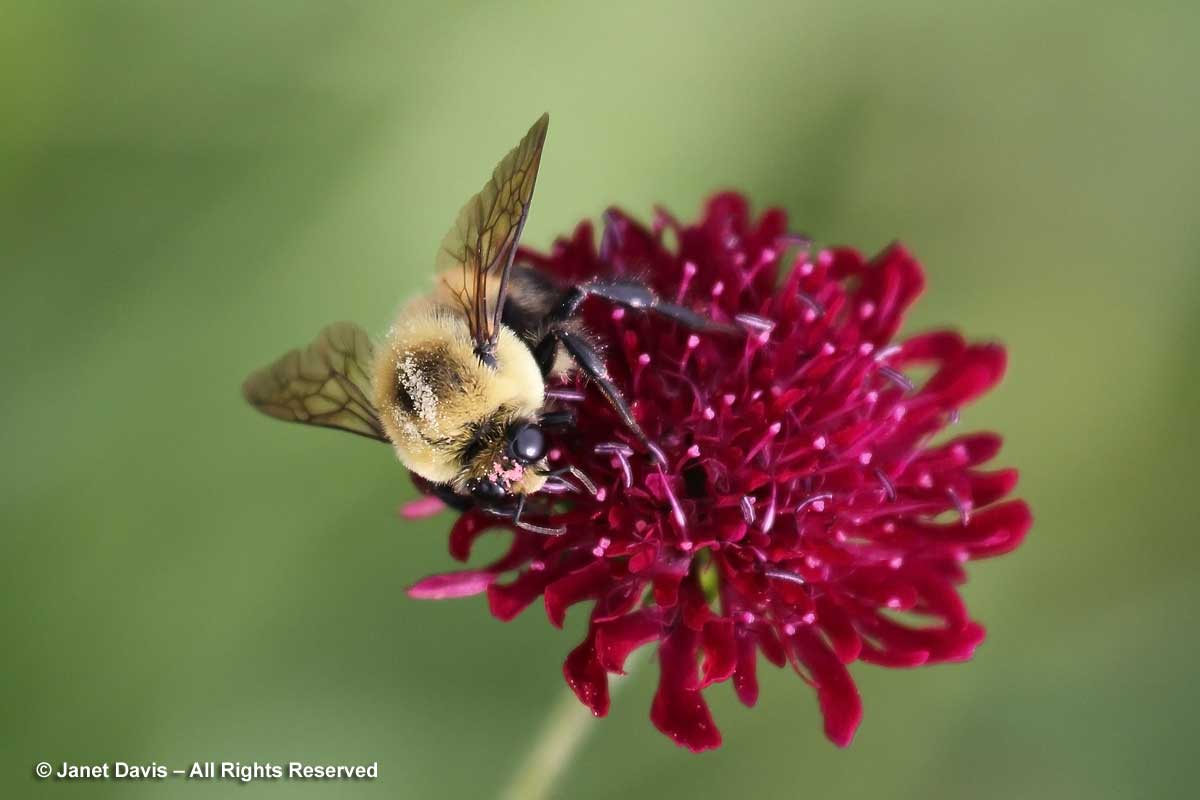 Knautia macedonica with bumble bee-bombus-Piet Oudolf border