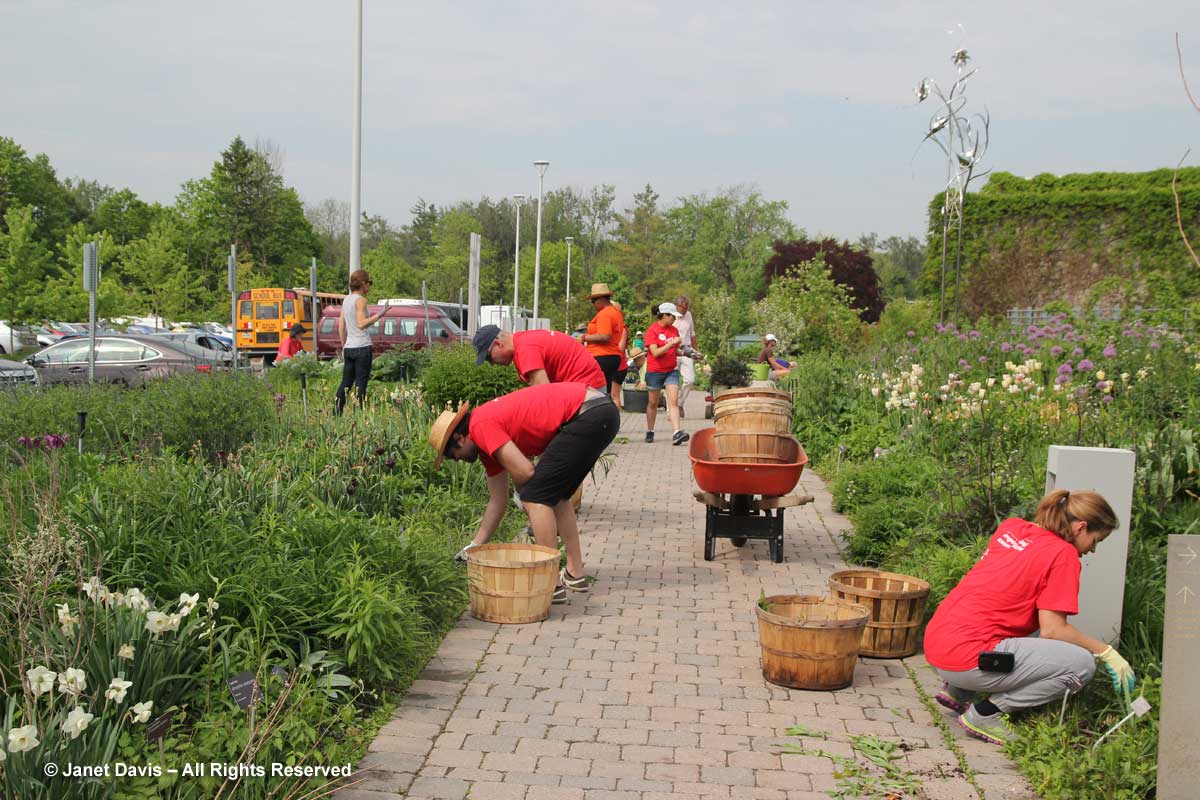 Maintenance-Piet Oudolf Border-Volunteers-Toronto Botanical Garden