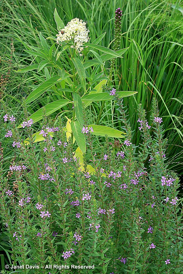 Native wetlanders-Lythrum alatum & Ascelpias incarnata-Piet Oudolf border-Toronto Botanical Garden