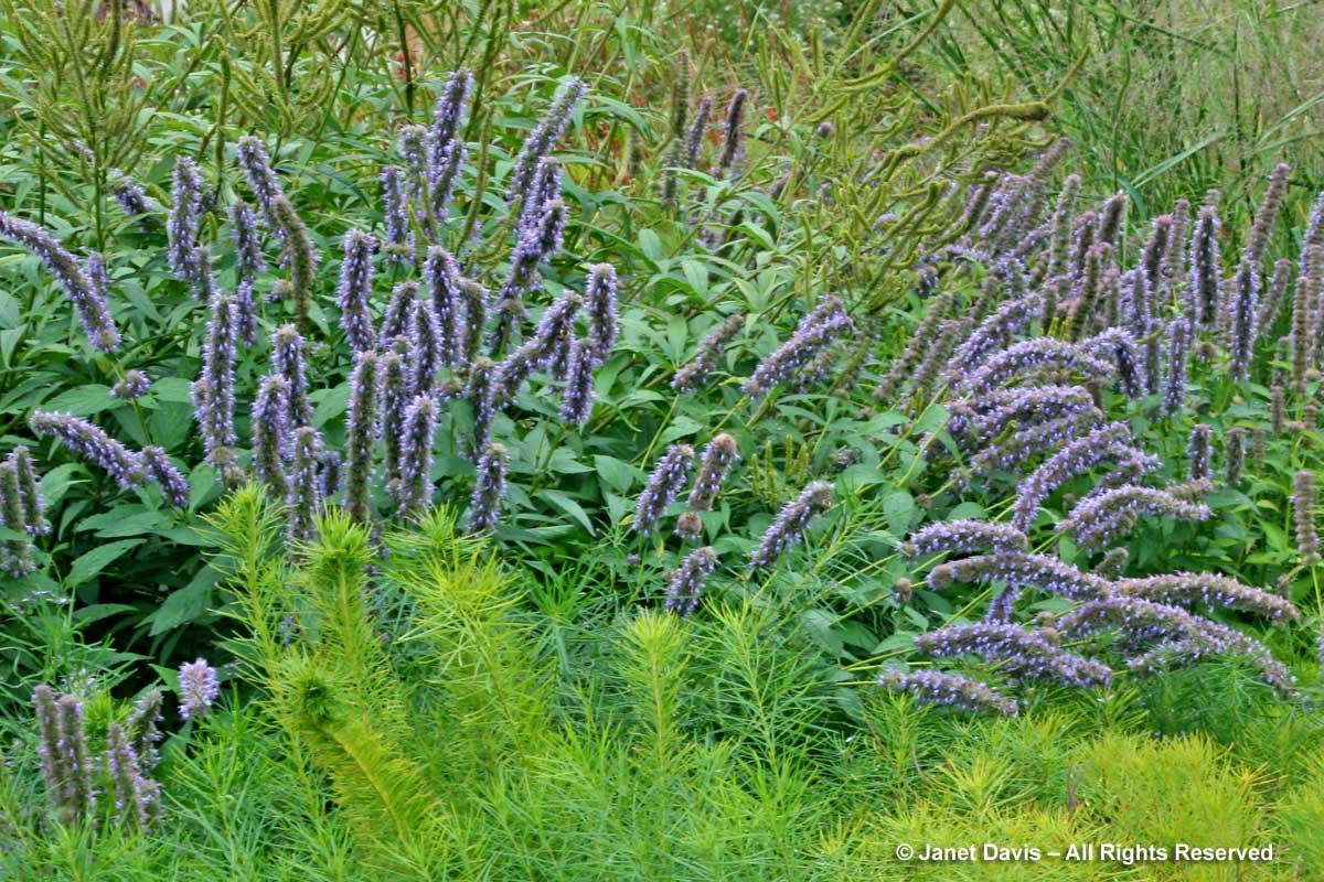 Natives-Agastache foeniculum-Piet Oudolf border-Toronto Botanical Garden