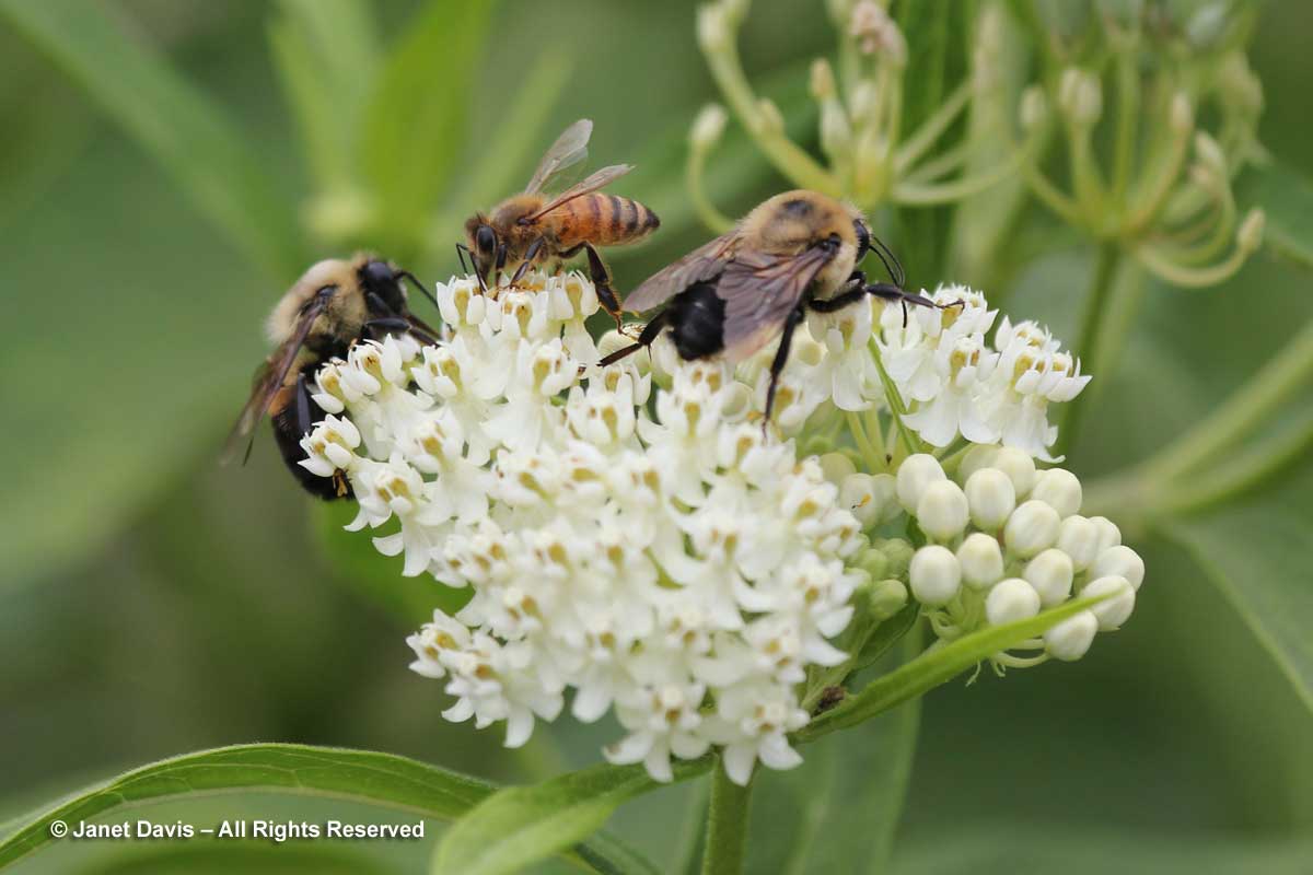 Natives-Bees on Asclepias incarnata 'Ice Ballet'