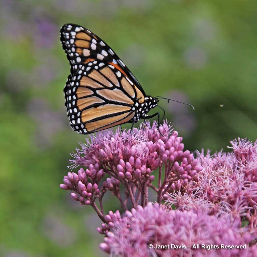 Natives-Monarch butterfly on Eutrochium maculatum 'Gateway'-Piet Oudolf border-Toronto Botanical Garden
