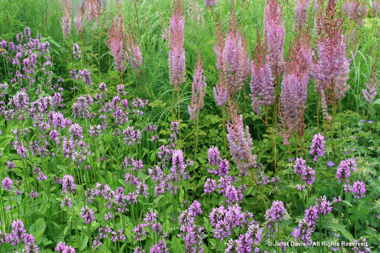 Pagels-Astilbe chinensis var. tacquetii 'Purpurlanze' & Stachys officinalis 'Hummelo'