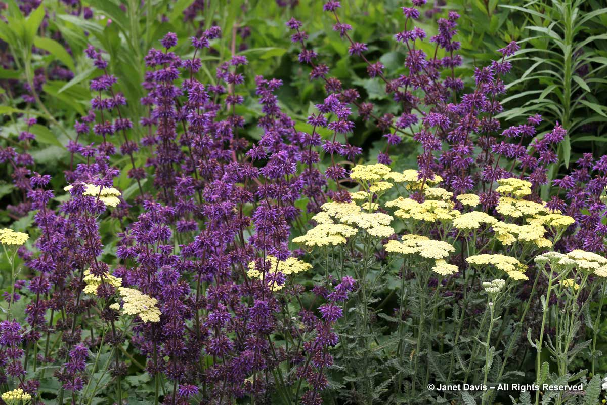 Piet Oudolf introduction-Salvia verticillata 'Purple Rain'