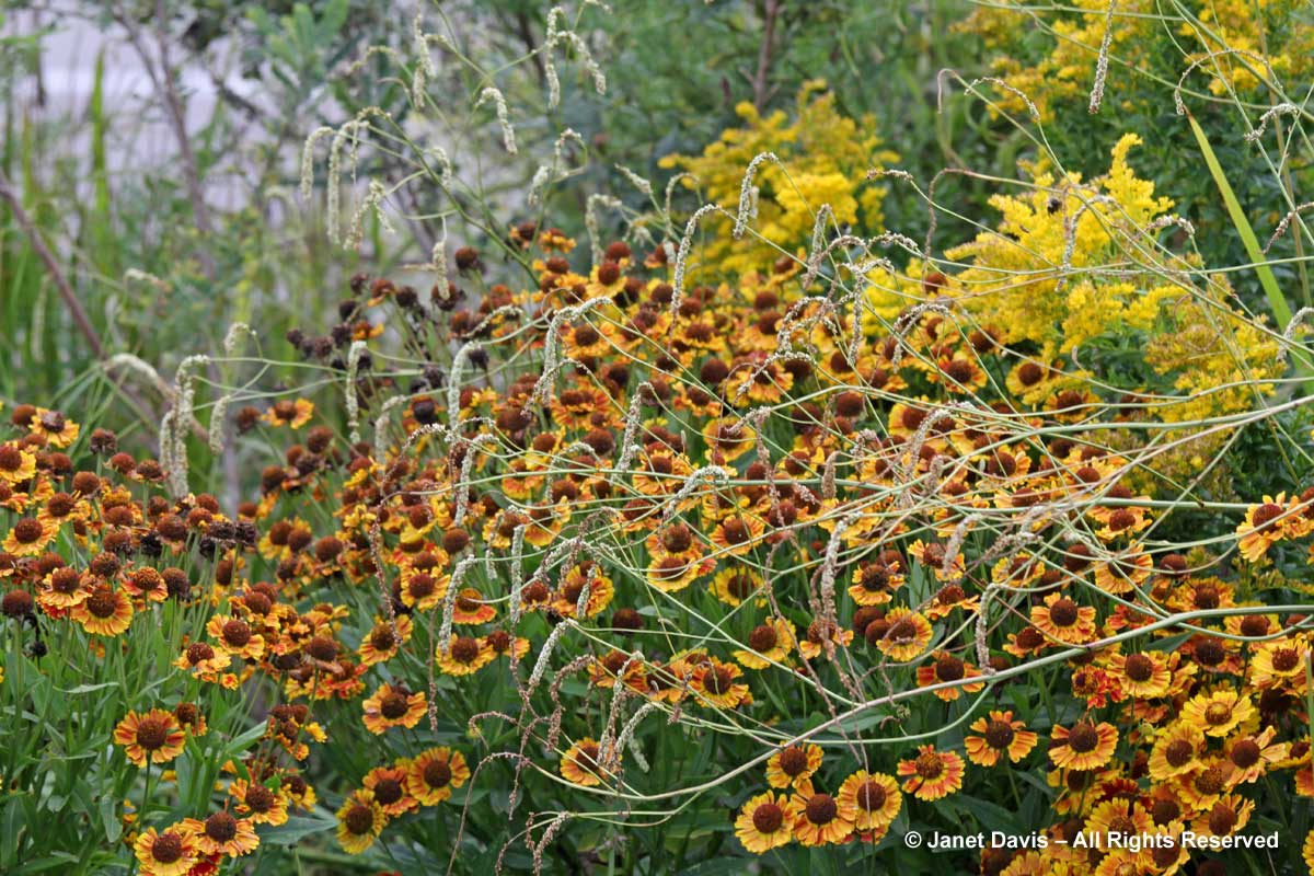 Sanguisorba tenuifolia 'Alba'-Helenium 'Fuego'-Piet Oudolf Border-Toronto Botanical Garden
