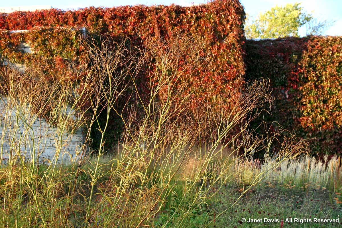 Sanguisorba tenuifolia 'Alba'-autumn-Piet Oudolf border-Toronto Botanical Garden