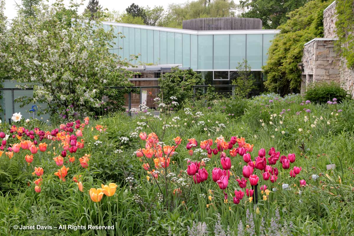 Seasonal 1a-Spring-Piet Oudolf Entry Garden-Toronto Botanical Garden