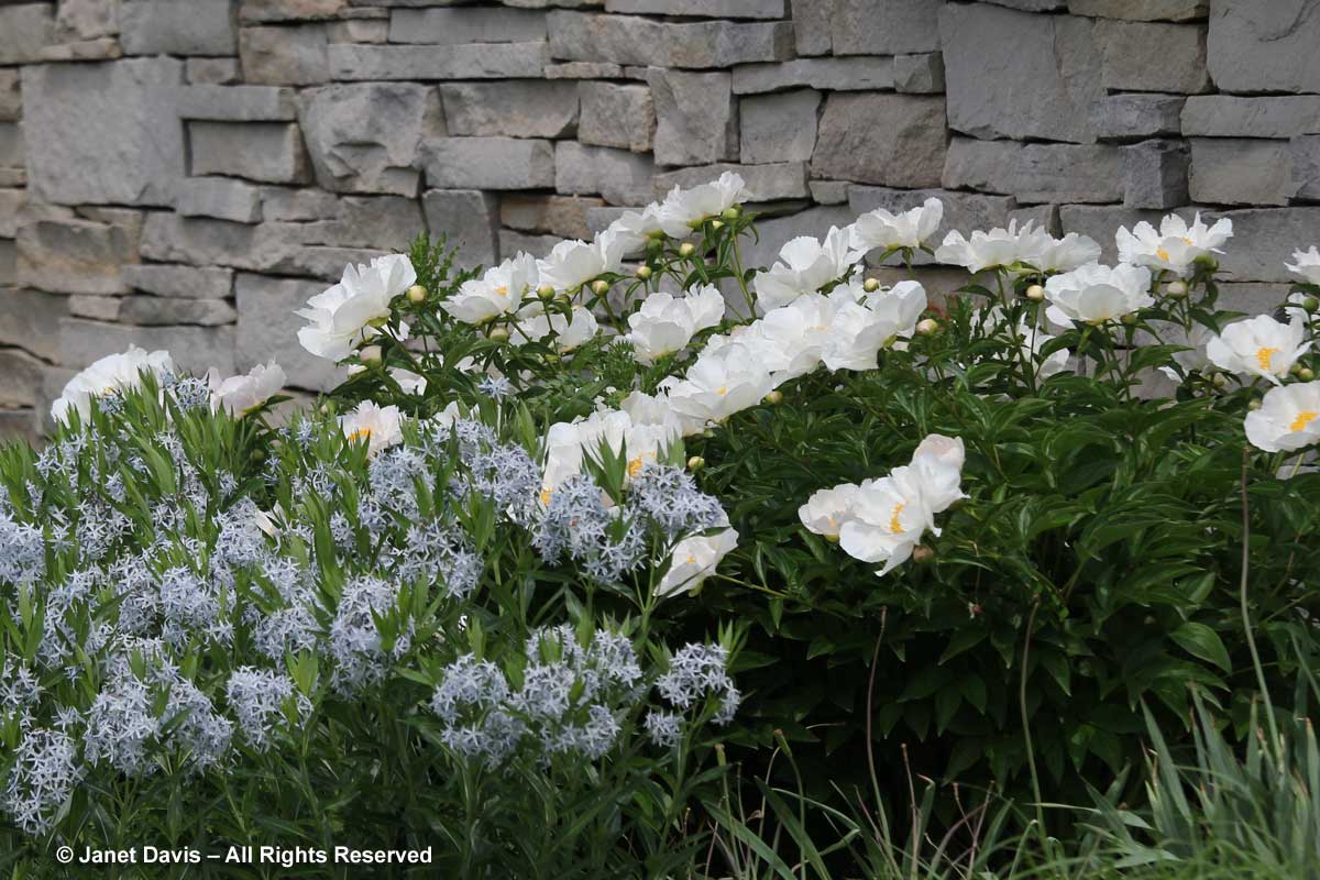 Seasonal 2a-Late spring-Paeonia 'Krinkled White' & Amsonia tabernaemontana var. salicifolia-Piet Oudolf Border-Toronto Botanical Garden