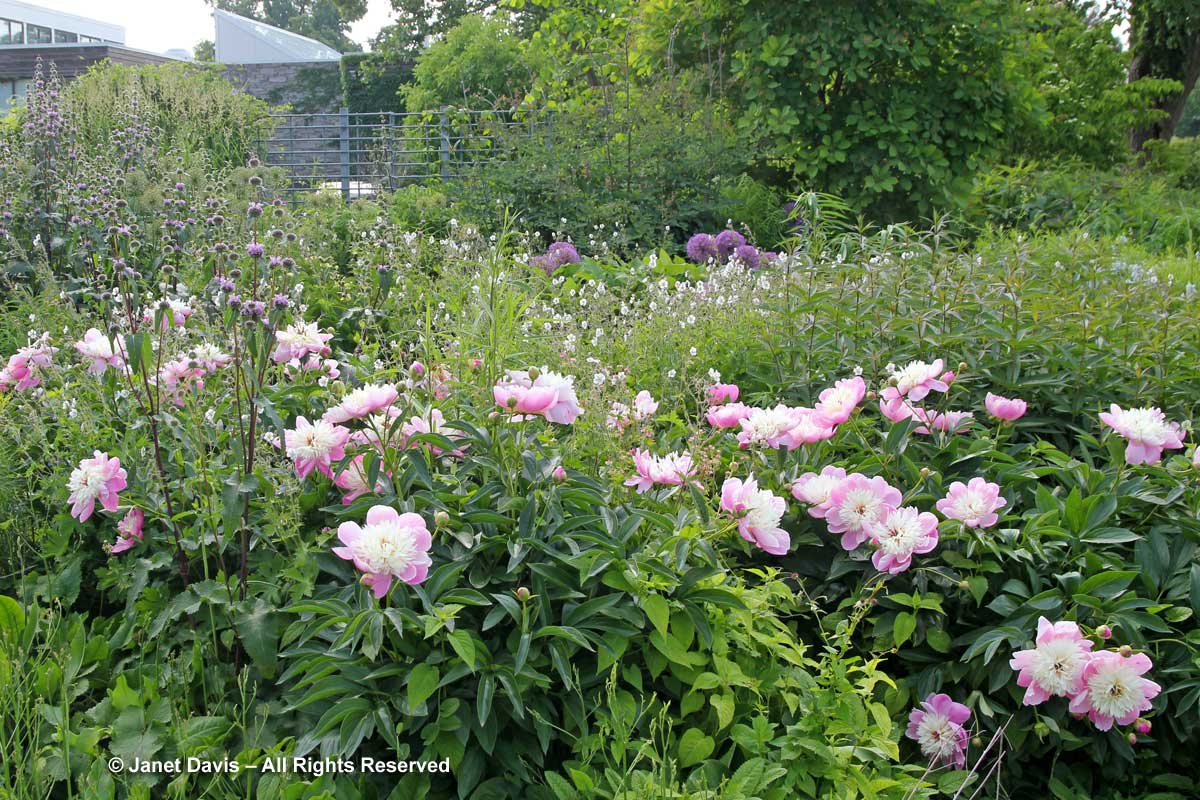 Seasonal 2b-Late spring-Paeonia 'Bowl of Beauty'-Piet Oudolf Border-Toronto Botanical Garden.