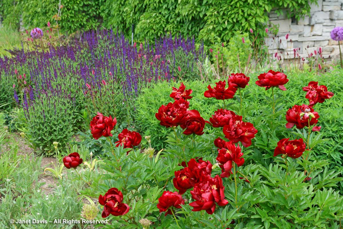Seasonal 2c-Late spring-Paeonia 'Buckeye Belle' & Salvia-Piet Oudolf Border-Toronto Botanical Garden.
