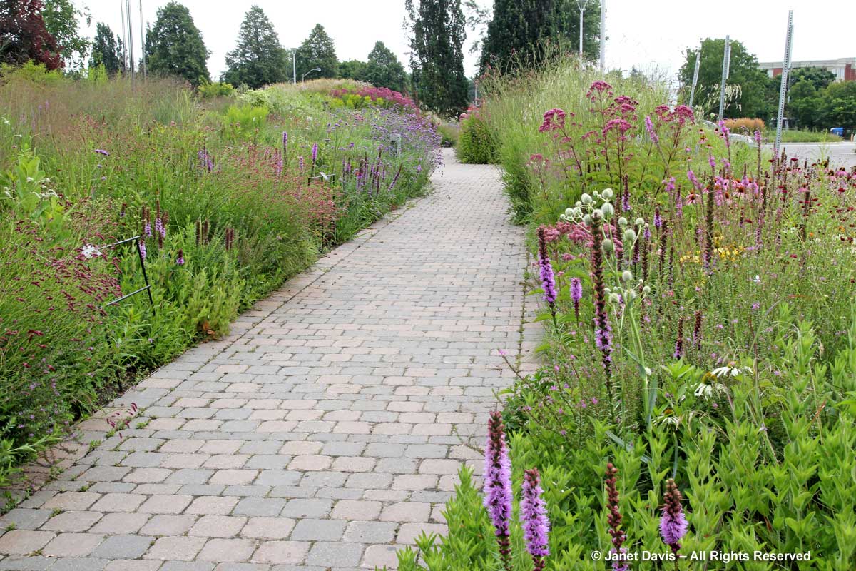 Seasonal 4b-late summer-Piet Oudolf-designed entry border-Toronto Botanical Garden-Summer