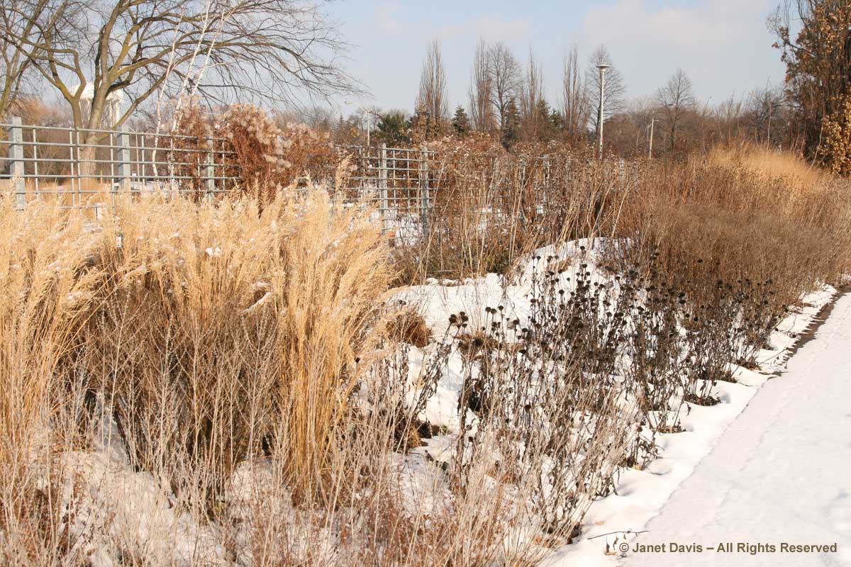 Seasonal 6-Piet Oudolf-designed entry border-Toronto Botanical Garden-Winter