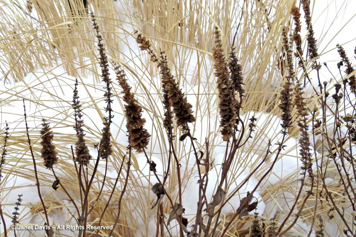 Seedheads-Agastache 'Blue- Fortune'-Piet Oudolf-Toronto Botanical Garden
