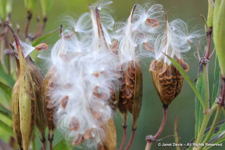 Seed capsule-Asclepias incarnata-Swamp milkweed | Janet Davis Explores ...