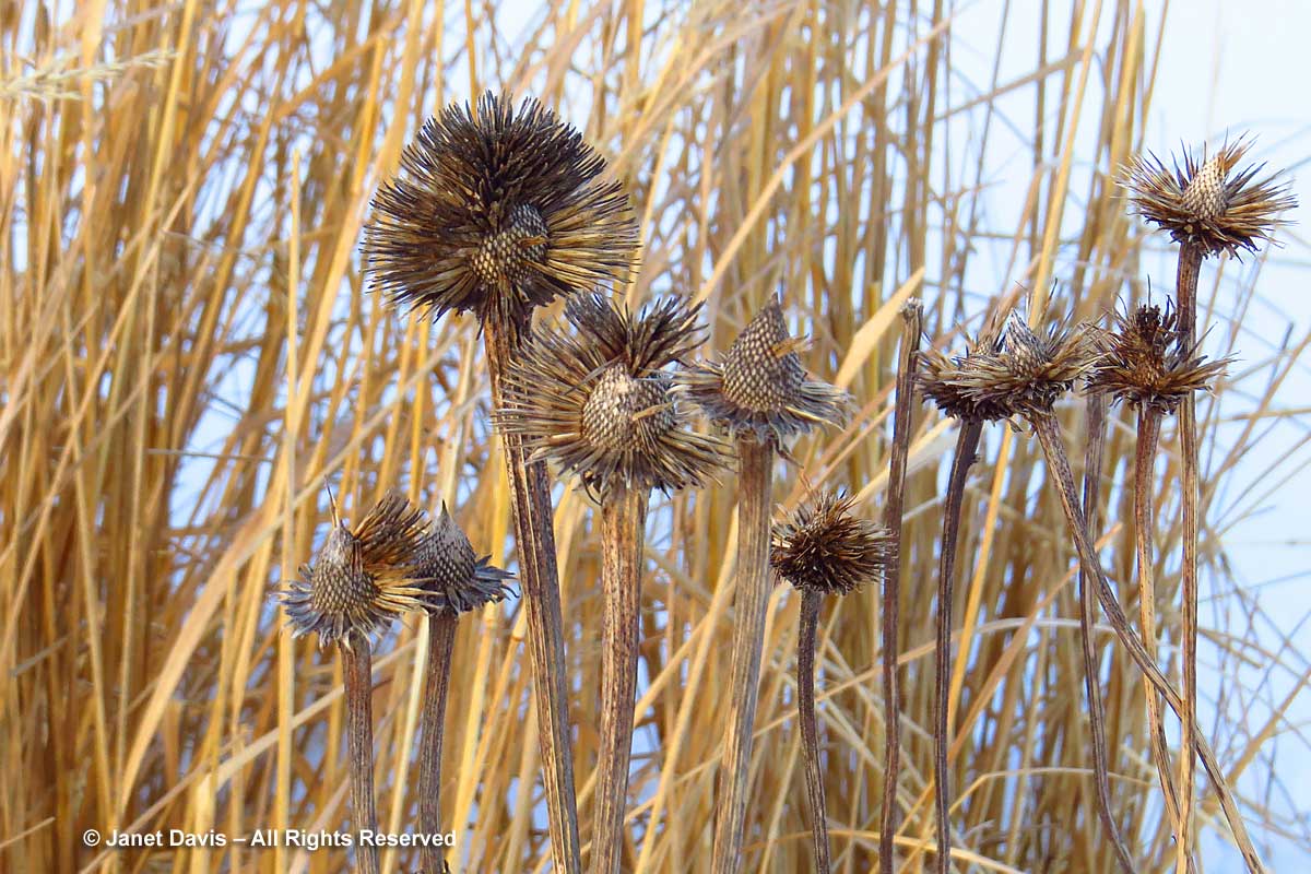Seedheads-Echinacea-Piet Oudolf-Toronto Botanical Garden
