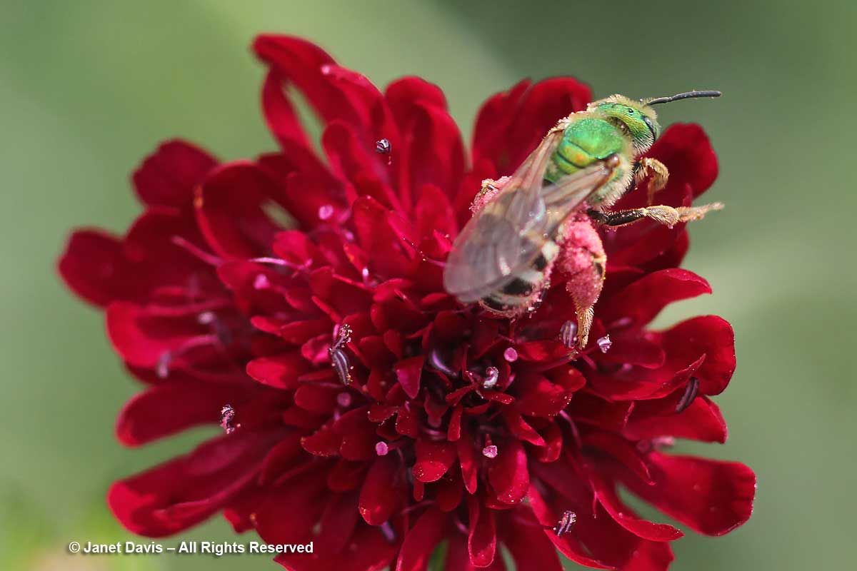 Agapostemon virescens on Knautia macedonica-Toronto