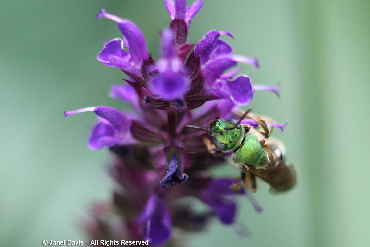 Agapostemon virescens on Salvia nemorosa 'Mainacht'-'May Night'