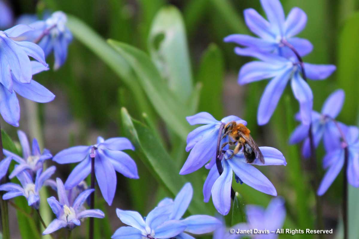 Andrena dunningi on Scilla siberica-Toronto