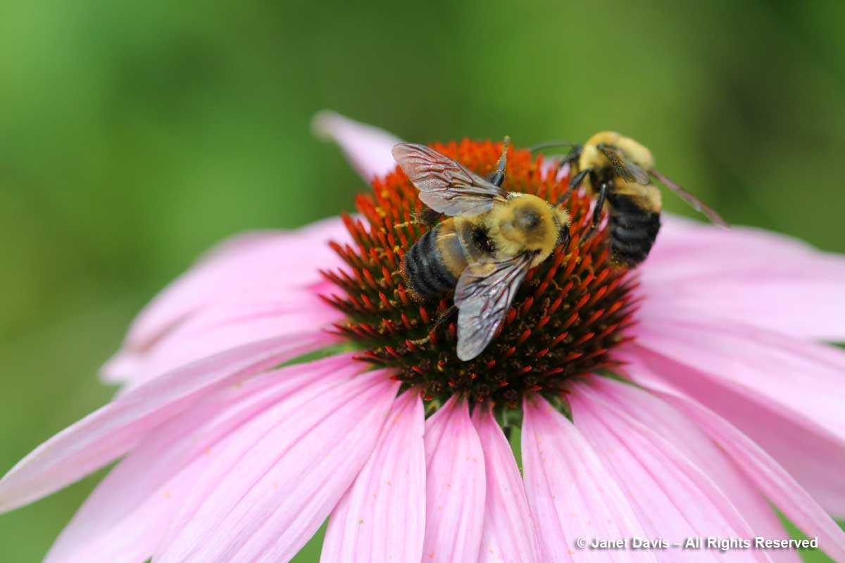 Bombus griseocollis on Echinacea purpurea-Toronto