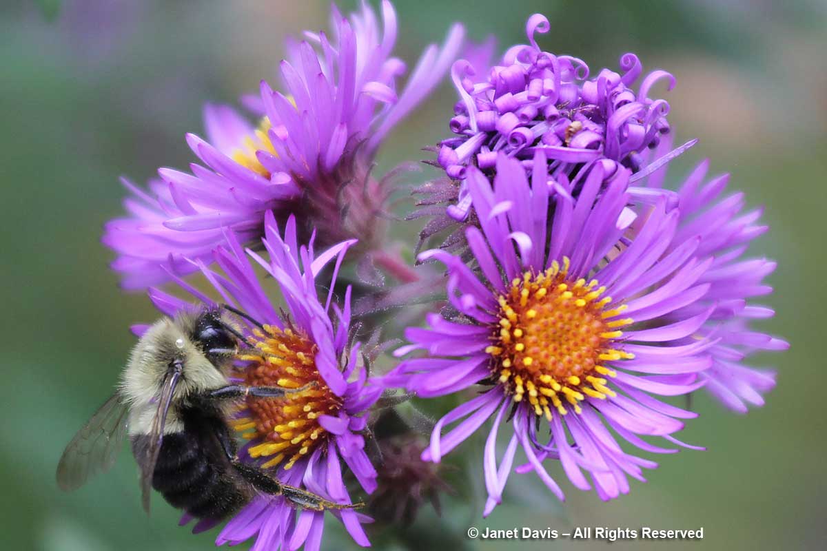 Bombus impatiens on Symphyotrichum novae-angliae-Toronto