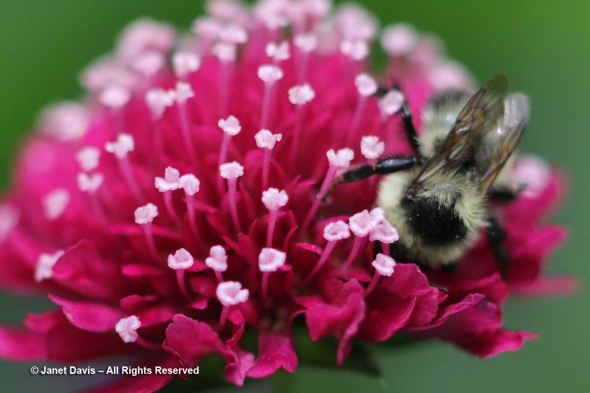 Bombus on Knautia macedonica-Toronto