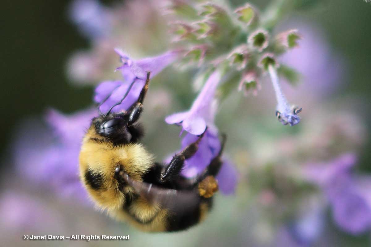 Bombus on Nepeta racemosa 'Walker's Low'-Toronto