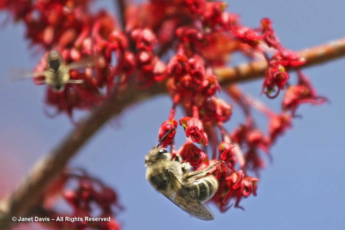 Colletes inaequalis on Acer rubrum-Toronto