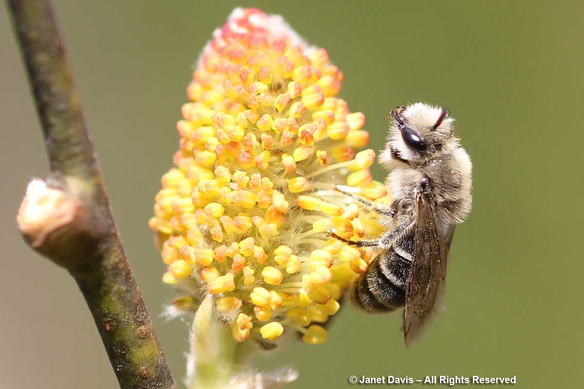 Colletes inaequalis on Salix caprea-Toronto