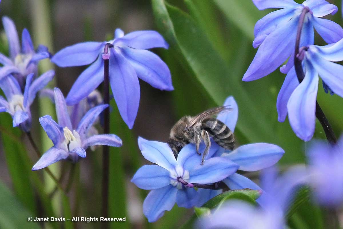 Colletes inaequalis on Scilla siberica-Toronto