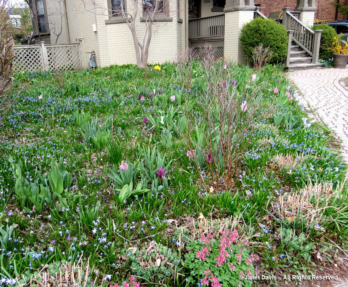 Front Meadow-April 20-scilla