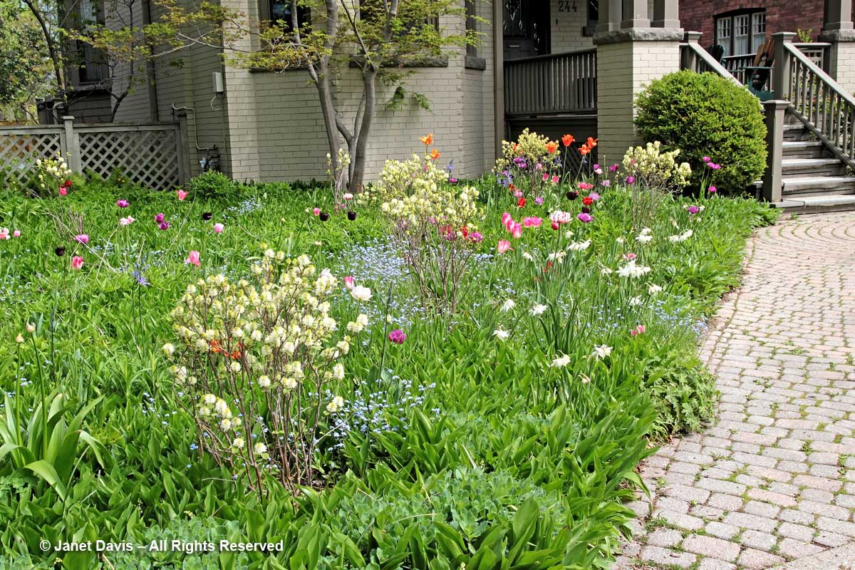 Front Meadow-May19